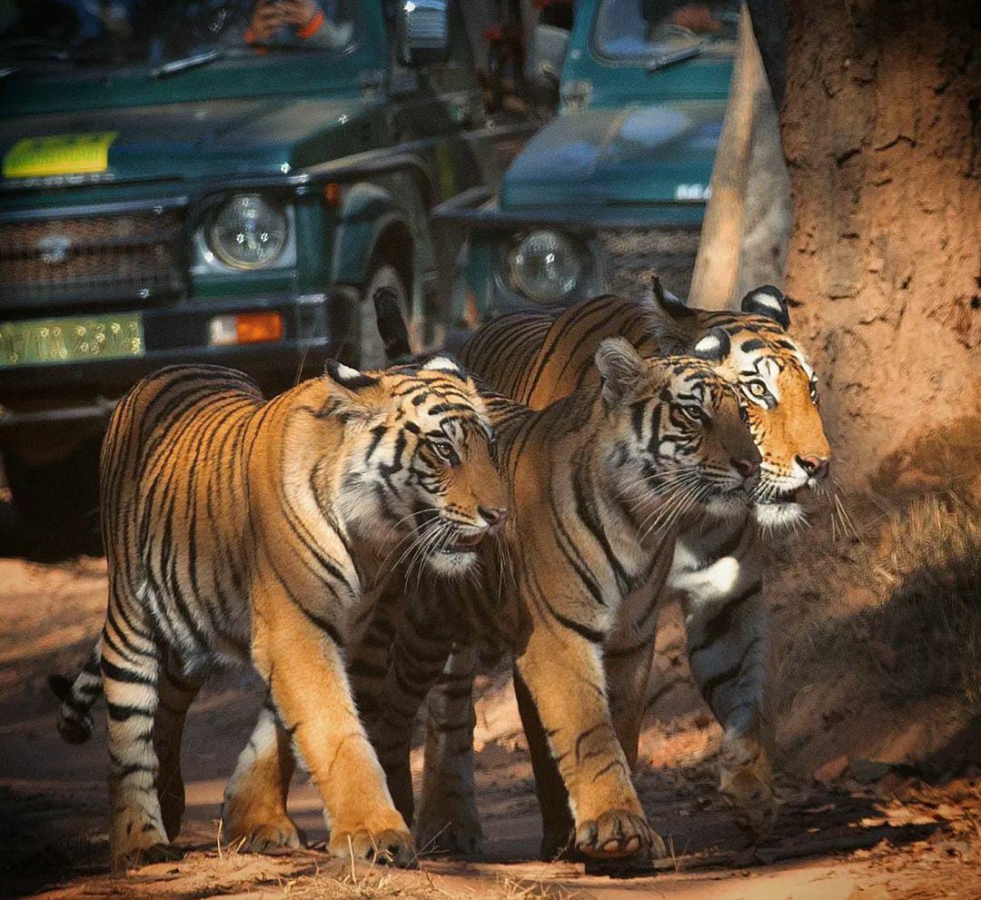 bandhavgarh tiger safari booking